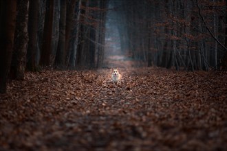 A Welsh Corgi Pembroke dog stands in the middle of a road in a dark forest. In the forest