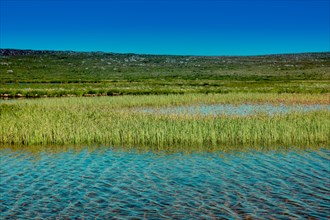 Wild grass by the pond on highland in Artvin in Turkey