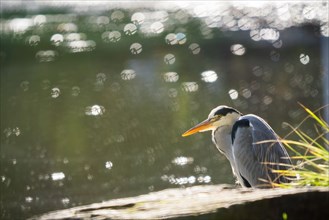 Grey heron