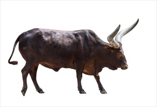 Ankole-Watusi bull