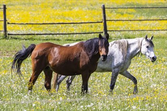 Horse paddock