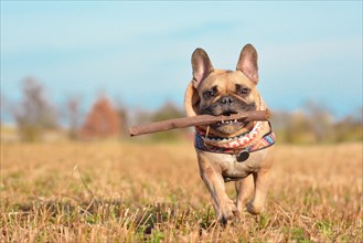 Happy small brown French Bulldog dog wearing a scarf around neck running towards camera playing fetch with wooden stick in muzzle in front of autumn landscape