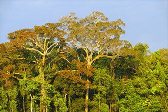 Amazon Tropical Rain Forest at Oxbow Lake