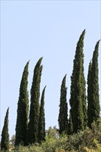 Cypreast trees in the nature background