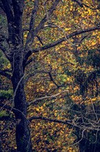 Autumn tree leaves texture background. leaf background texture
