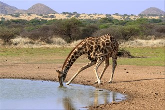 Southern giraffe