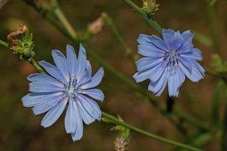 Common chicory two open blue flowers next to each other