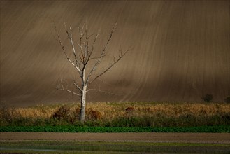 A lonely tree standing in the middle of beautifully undulating Moravian fields. Czech republic