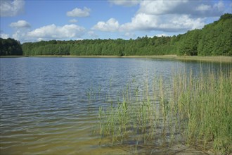 A lake on a sunny day in early summer surrounded by forest and common reed
