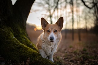 A Welsh Corgi Pembroke dog stands by a tree during sunset. In the forest