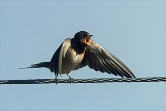 Barn Swallow Young bird with open beak and open wings sitting on wire rope looking from front right against blue sky