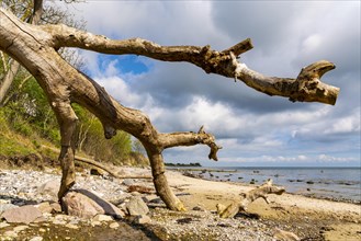 Dead tree on the beach of Katharinenhof