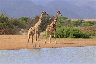 Southern giraffe