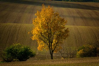 A lonely tree standing in the middle of beautifully undulating Moravian fields. Czech Republic