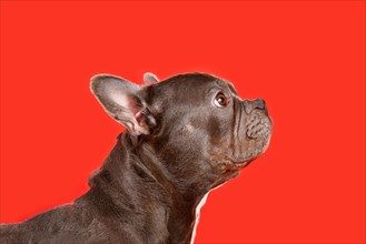 Healthy brachycephalic black French Bulldog dog with long nose on red background