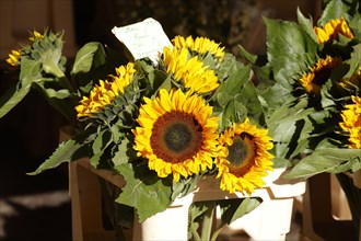 Sunflowers in a flower box