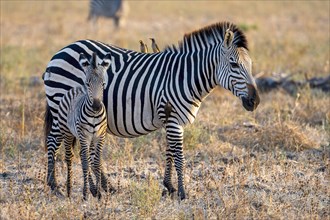 Plains Zebra of the subspecies crawshay's zebra