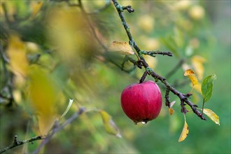 Harvest ripe red apple
