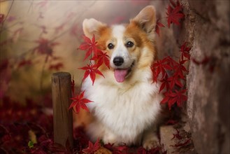 A Welsh Corgi pembroke dog standing among the leaves of a Japanese maple tree. Poland