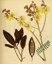 Peltophorum ferrugineum