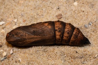Medium vine hawk moth pupa lying on sand