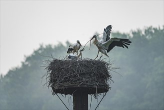 Stork family in the nest in the Disselmersch nature reserve
