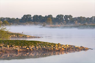 The river Weser with morning mist with Grey Heron