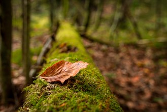 A leaf lying on a mossy tree on a trail in the Slovak Paradise National Park. Slovakia