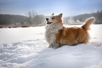 Dog Welsh Corgi Pembroke in winter scenery on a frozen pond Happy dog in the snow