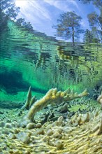 Underwater photo of the spring pool