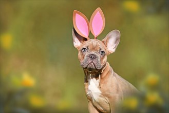 Easter bunny dog. French Bulldog puppy wearing costume rabbit ears headband