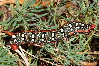 Spurge hawk moth red caterpillar sitting on green leaves right sighted