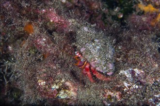 Colourful hermit crab