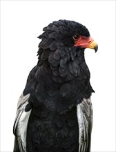 Close up portrait of Bateleur eagle