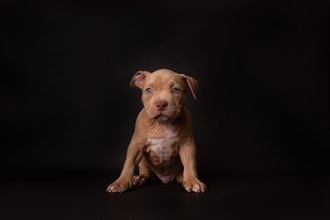 Puppy American Pit Bull Terrier sit on black background in studio
