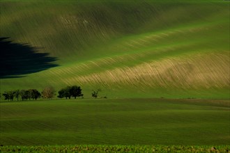 Beautiful green tsunami in the Moravian fields. Czech republic