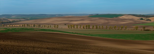 A very large panorama of beautifully undulating Moravian fields with an oak alley. Czech republic