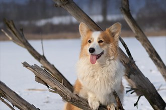 Dog Welsh Corgi Pembroke in an interesting winter scenery on a frozen pond between protruding branches Happy dog in the snow