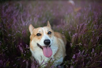 Pembroke Welsh Corgi dog sitting in a blooming heather meadow. Happy dog