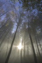 Misty atmosphere in the forest