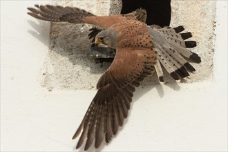 Kestrel adult male with open wings flying left looking in front of opening of church tower