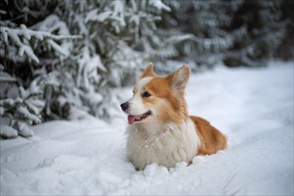 Welsh Corgi Pembroke dog in winter scenery. Happy dog in the snow