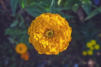 Top view of single full round yellow Zinnia flower in bloom on blurry green background