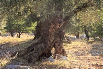 Old olive trees with goats