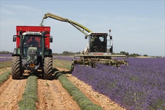 Lavender harvest on the Palteau de Valensole