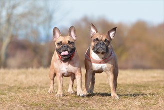 A pair of two similar looking fawn French Bulldog dogs standing next to each other on dry mowed meadow