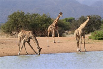 Southern giraffe