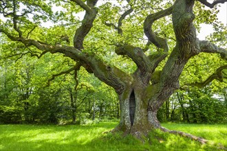 Thousand-year-old English oak