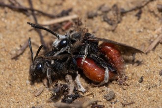 Giant blood bee two animals mating on top of each other sitting on sand left looking