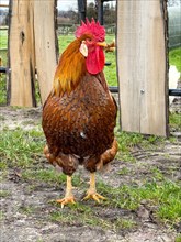 Male domestic chicken